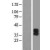 Western Blot: P2Y6 Lysate [NBL1-14048] - Western Blot experiments. 
Left-Control; Right -Over-expression Lysate for P2RY6